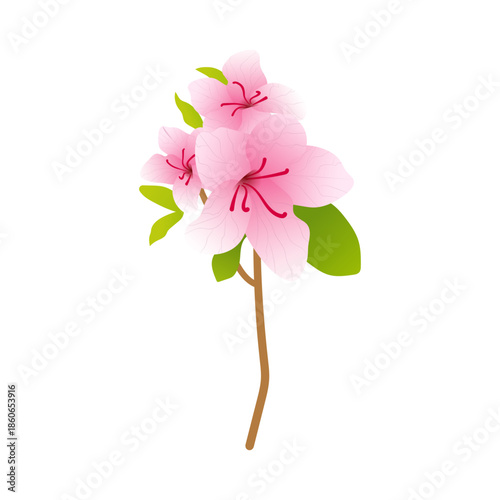 Pink Azalea Blossom Flower Illustration Isolated on White Background