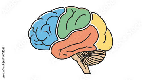 Illustration of the human brain with different lobes highlighted in various colors