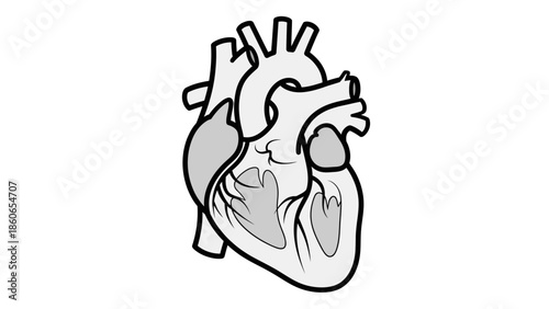 Illustration of the human heart with chambers and valves clearly visible