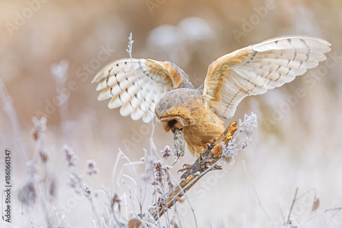Fotografi Tyto alba Barn Owl landing on perch carrying vole prey at dawn.