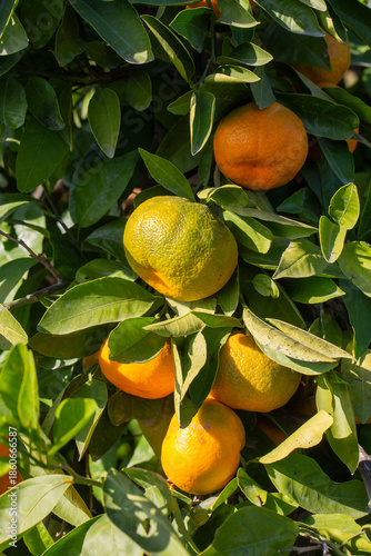 Close-up of ripe tangerines...