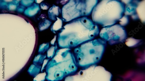 Close-up microscopic view of plant cells with clearly defined cell walls, displaying their polygonal structure in blue-green hues for biological study.