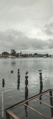 Fish market birds heron fish container viewpoint pattern city village bay beach sea lake water sky clouds landscape path parking square deck wood boat sailboat fishing boat motorboat vacation trip