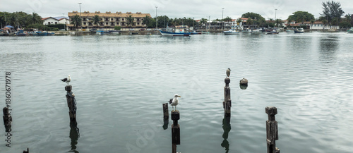 Fish market birds heron fish container viewpoint pattern city village bay beach sea lake water sky clouds landscape path parking square deck wood boat sailboat fishing boat motorboat vacation trip