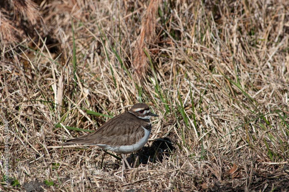 Fototapeta premium Killdeer on grass