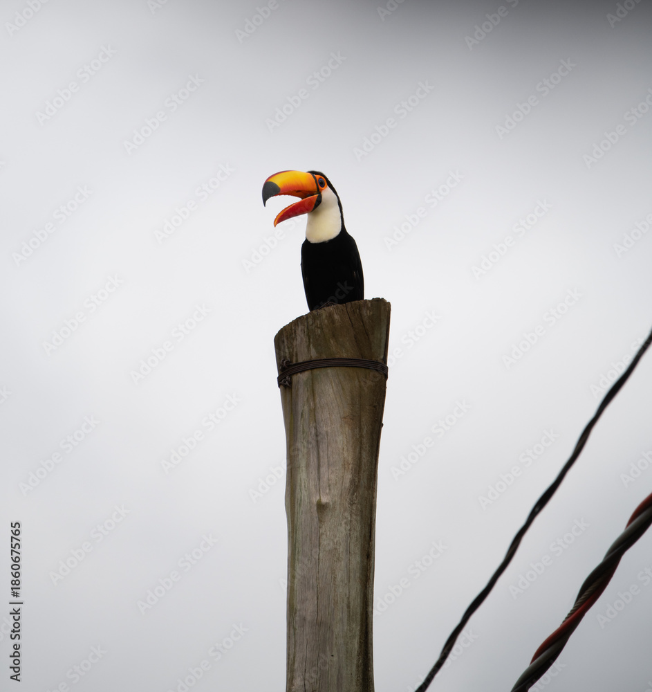 Obraz premium Family of toco toucans (Ramphastos toco) perched in natural habitat