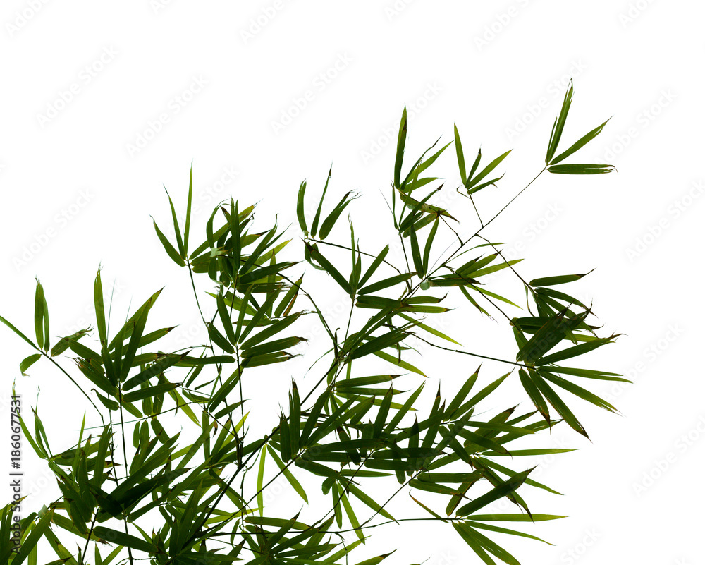 Fototapeta premium Bamboo plant leaves isolated on white background