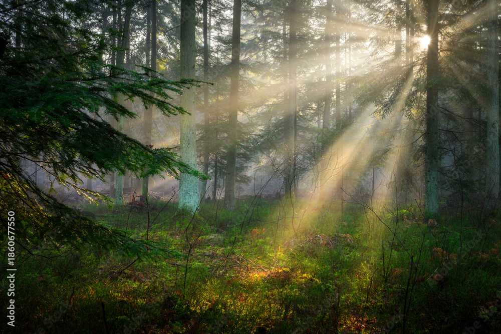 Obraz premium Misty morning in the green forest