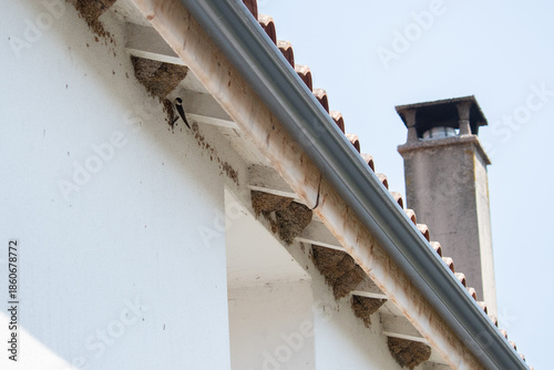 House martins (Delichon urbicum) nesting under the roof of a white house