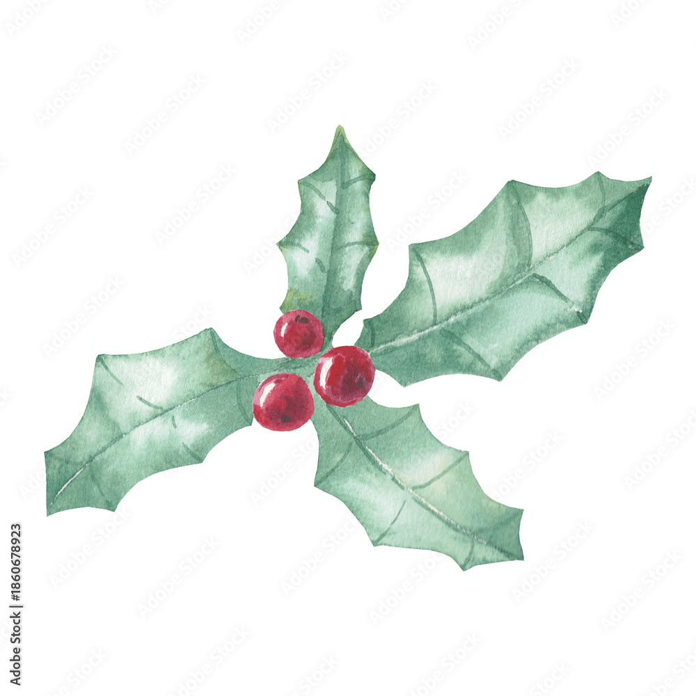 Fototapeta premium Holly branch with green leaves and red berries, isolated on a white background. Perfect for Christmas and winter holiday decorations. Botanical illustration painted with watercolors, hand-painted