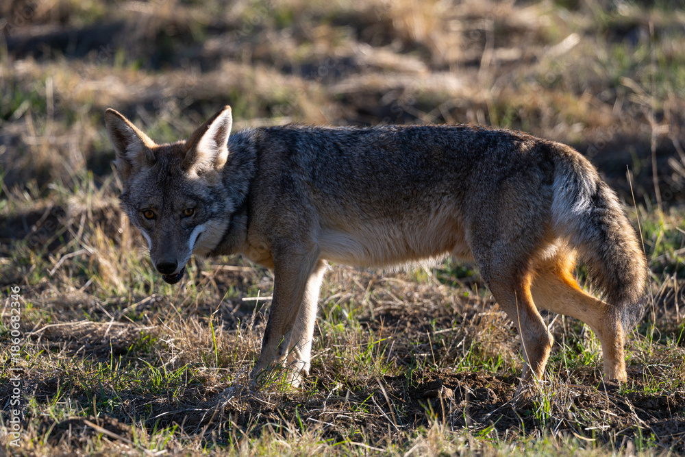 Fototapeta premium Close view of a coyote, seen in the wild in North California 