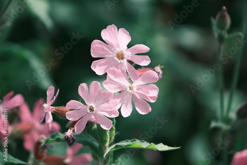 Saponaire couvre sol .