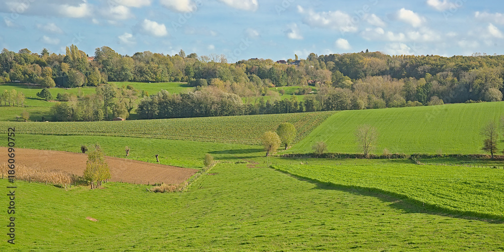Fototapeta premium rolling hills with green meadows and autumnal forest under a blue sky in Flemish Ardennes region near Ronse, Flanders, Belgium 
