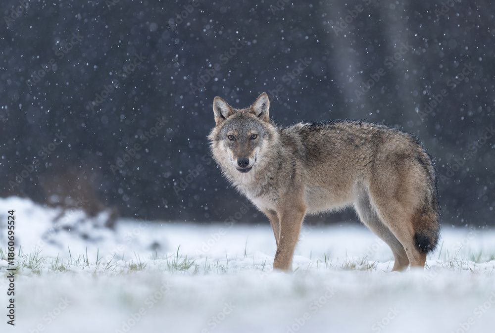 Obraz premium Grey wolf ( Canis lupus ) close up