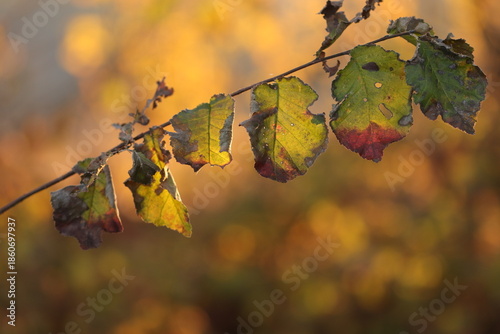 foglie in autunno nel bosco
