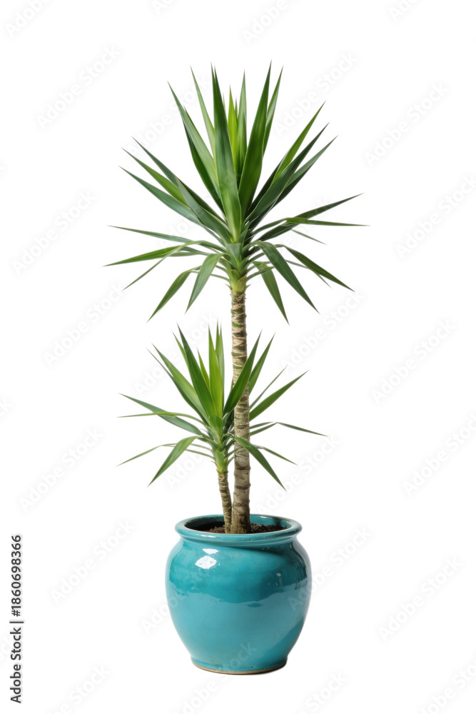 Fototapeta premium A vibrant yucca plant in a bright turquoise ceramic pot. Capturing the simplicity of nature and its elegance.