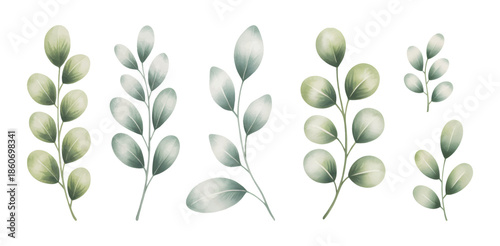 Watercolor eucalyptus leaves set vector illustration. Eucalyptus foliage collection in botanical watercolor illustration on white background.