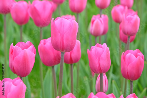Pink Triumph Tulip in flower.