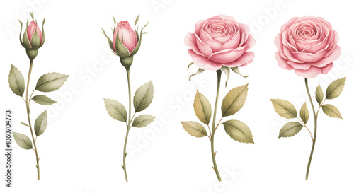 Soft pink garden roses hand painted watercolor isolated on white background. 
