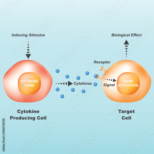 Cytokine Cell Signaling Pathway Vector Illustration Showing Immune Response Mechanism and Gene Activation