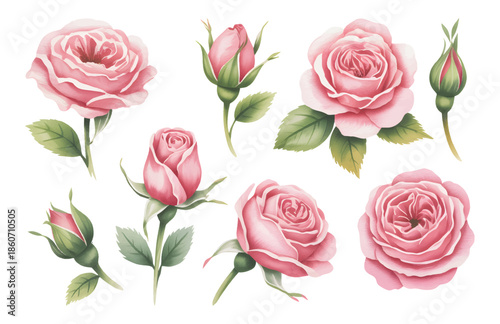 Pink roses isolated on white background, watercolor botanical illustration.