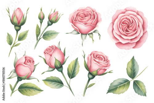 Pink roses isolated on white background, watercolor botanical illustration.