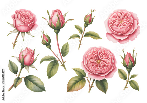 Pink roses isolated on white background, watercolor botanical illustration.