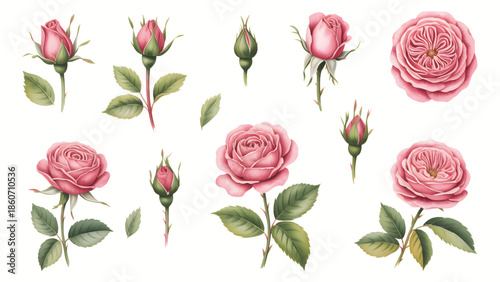 Pink roses isolated on white background, watercolor botanical illustration.