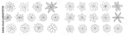 Hand-Drawn Top View Plant Ink Sketch Set Featuring Ferns and Succulents for Landscape Architecture