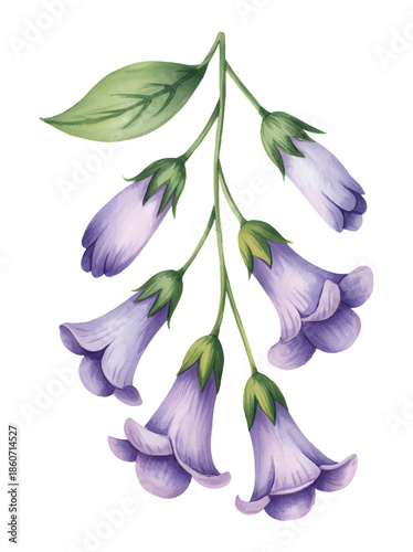 Purple bell flowers with green leaves isolated on white background in watercolor style.