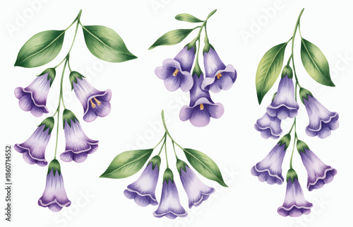 Purple bell flowers with green leaves isolated on white background in watercolor style.