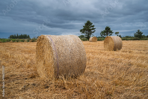 Hay bales in a field in rural Prince Edward Island.