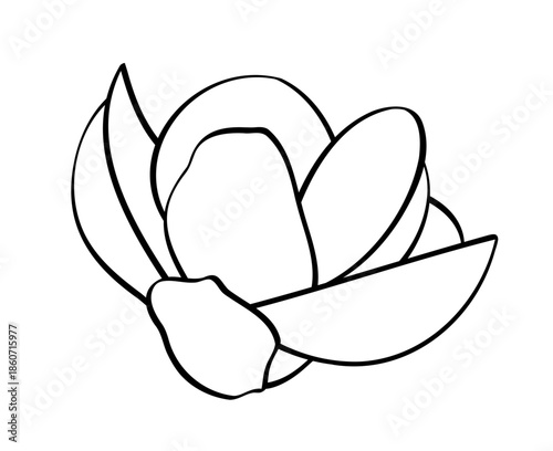 magnolia flower isolated on white background
