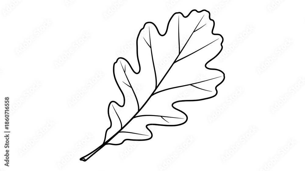 Fototapeta premium Oak leaf in minimalist style with black outline on white background for botanical illustration