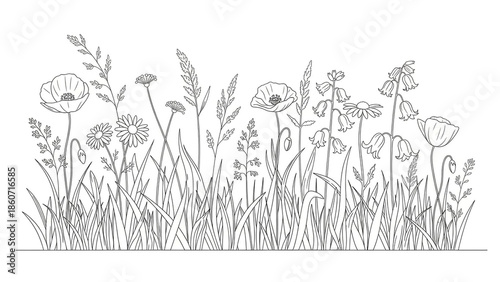Wildflowers in a field with simple line art style in black and white for graphic design