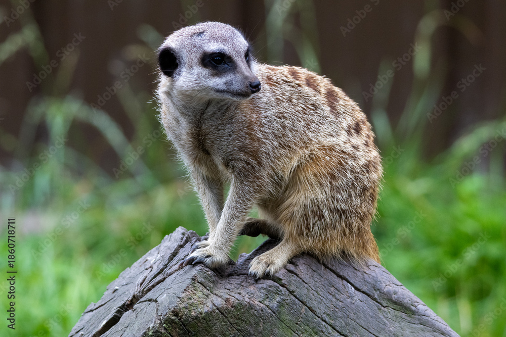 Fototapeta premium suricate