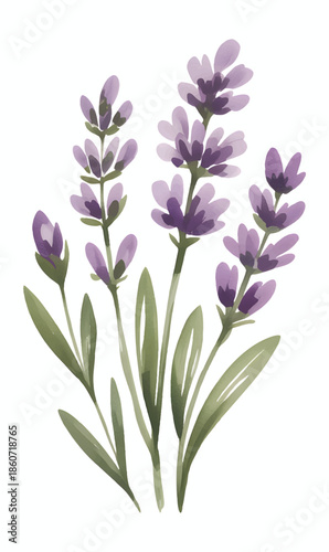 Purple lavender blossoms painted in soft watercolor style on white background.