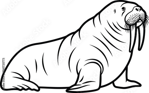 Walrus Cartoon Illustration Isolated on White.