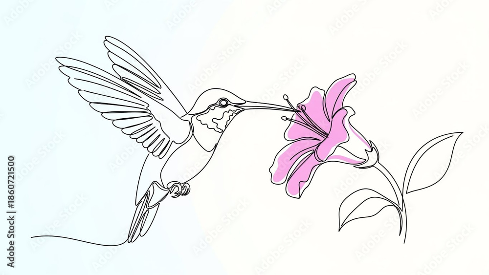 Obraz premium Hummingbird feeding from pink flower in minimalist line art with soft pastel colors for nature illustration