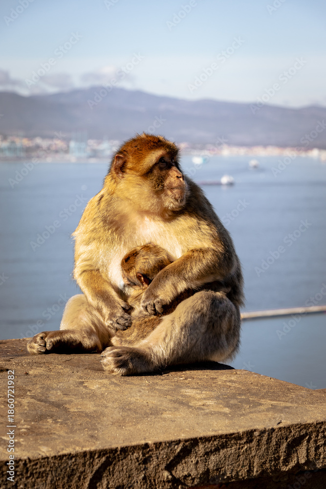 Obraz premium Gibraltar Monkey Perched Above the Harbor