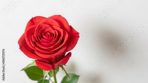 Red Rose in Elegant Close-up with Soft Natural Lighting on White Background for Romantic Greeting Cards