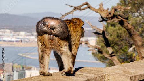 Gibraltar Monkey Perched Above the Harbor