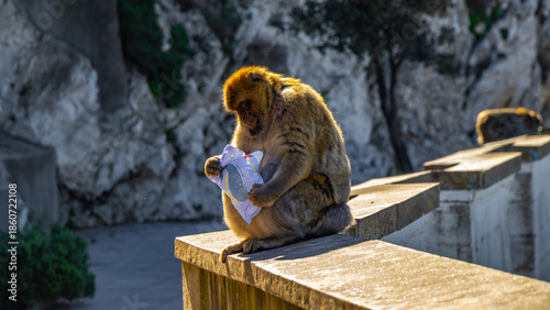 Gibraltar Monkey Perched Above the Harbor