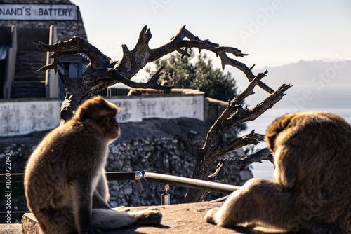 Gibraltar Monkey Perched Above the Harbor
