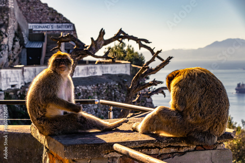 Gibraltar Monkey Perched Above the Harbor