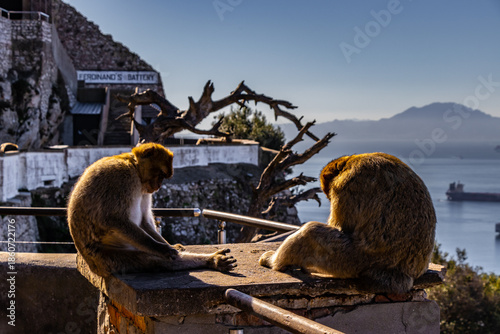 Gibraltar Monkey Perched Above the Harbor