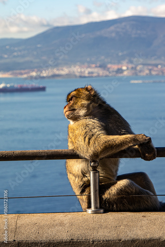 Macaque Watching the Mediterranean Sea Horizon