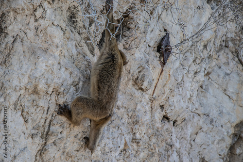 Macaque Watching the Mediterranean Sea Horizon
