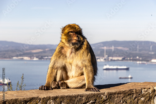Macaque Watching the Mediterranean Sea Horizon