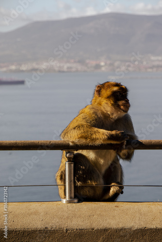 Macaque Watching the Mediterranean Sea Horizon